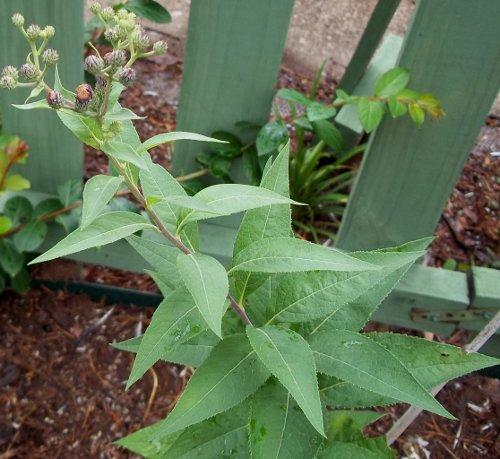Photo of Vernonia baldwinii (Ironweed, Baldwin's Ironweed, Western Ironweed)