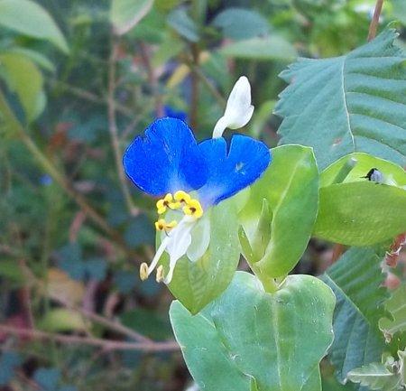 Photo of Commelina communis (Asiatic Dayflower)
