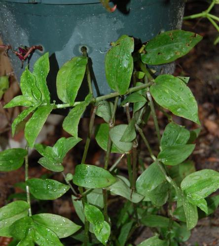Photo of Tradescantia fluminensis (Small-leaf Spiderwort)
