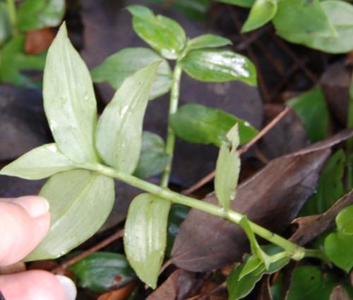 Photo of Tradescantia fluminensis (Small-leaf Spiderwort)