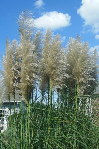 Photo of Cortaderia selloana (Pampas Grass)