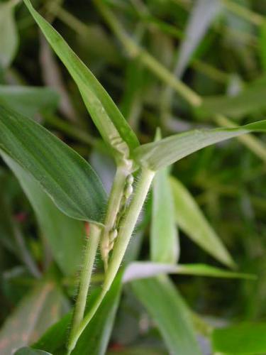Photo of Dichanthelium clandestinum (Deer-tongue Grass)