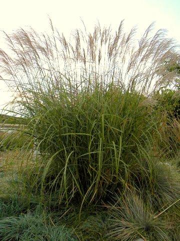 Photo of Miscanthus sinensis (Chinese Silver Grass, Eulalia)