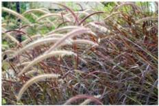 Photo of Pennisetum setaceum (Fountain Grass)