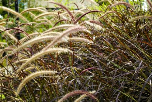 Photo of Pennisetum setaceum (Fountain Grass)