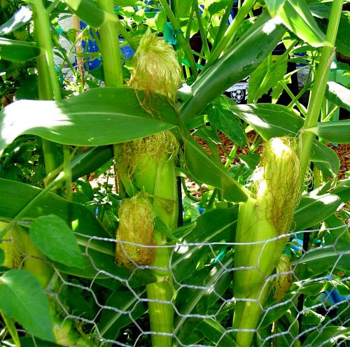 Photo of Zea mays (Maize, Corn)