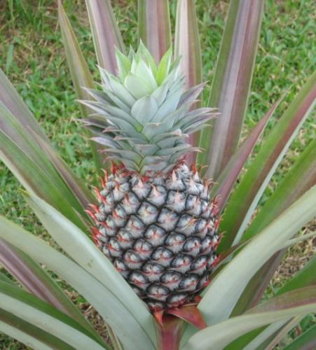 Photo of Ananas comosus (Pineapple)