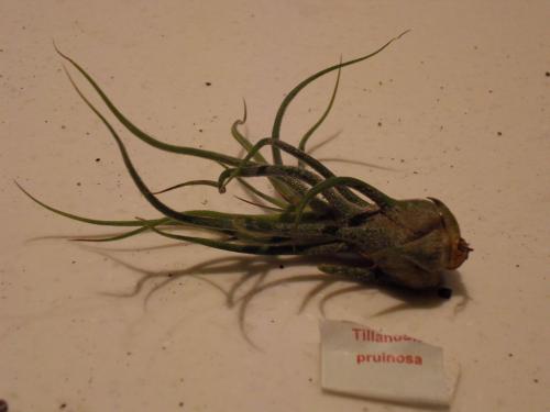 Photo of Tillandsia pruinosa (Fuzzywuzzy Airplant)