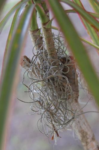 Photo of Tillandsia usneoides (Spanish Moss)
