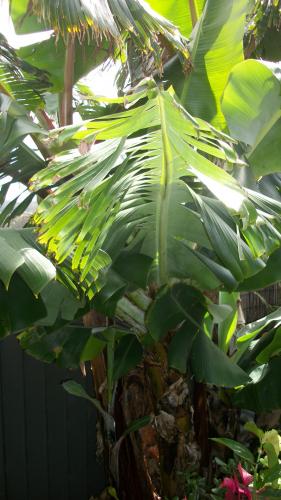 Photo of Musa acuminata (Edible Banana)