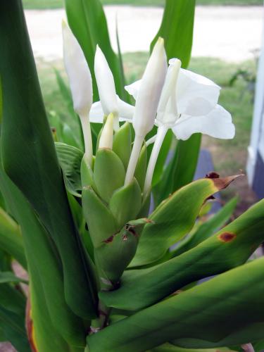 Photo of Hedychium coronarium (Ginger Lily, White Butterfly Ginger Lily)