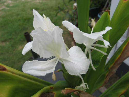 Photo of Hedychium coronarium (Ginger Lily, White Butterfly Ginger Lily)