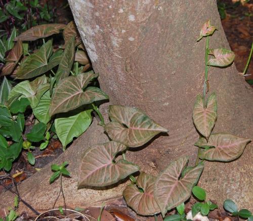 Photo of Syngonium podophyllum (American Evergreen, Arrowhead Vine)