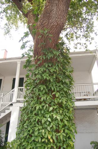 Photo of Syngonium podophyllum (American Evergreen, Arrowhead Vine)