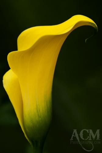 Photo of Zantedeschia aethiopica (Calla Lily)