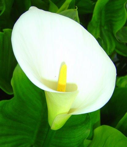 Calla Lilies on Zantedeschia Aethiopica  Calla Lily    Plant Page