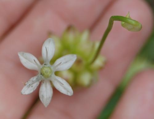Photo of Allium canadense (Meadow Garlic, Wild Onion, Canada Garlic)