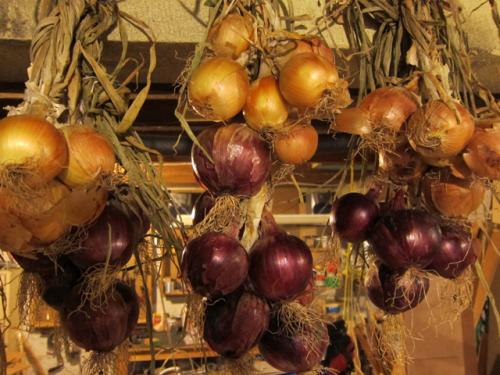 Photo of Allium cepa (Onion)