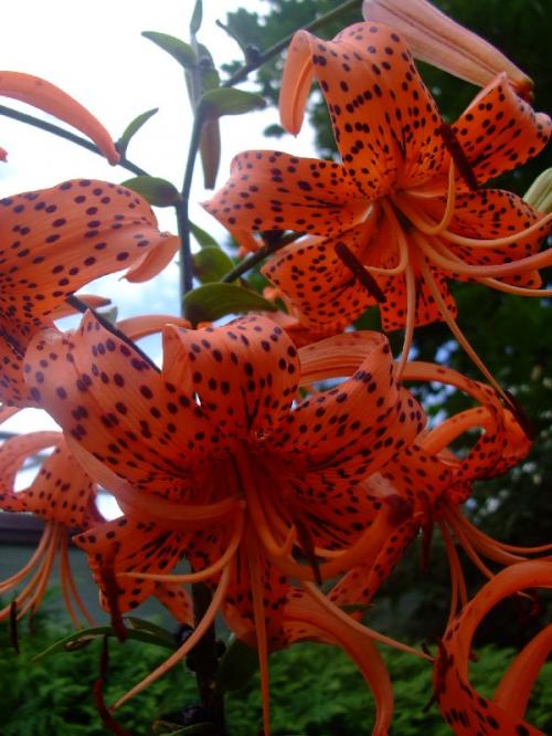 Photo of Lilium superbum (Turk's Cap Lily, American Tiger Lily)