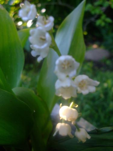 Photo of Convallaria majalis (Lily Of The Valley)