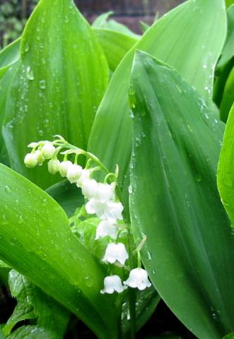 Photo of Convallaria majalis (Lily Of The Valley)