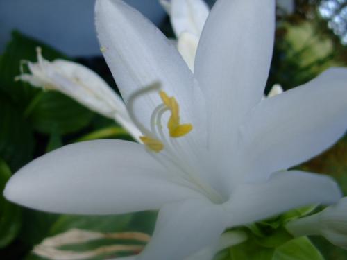 Photo of Hosta plantaginea (fragrant plantain lily)