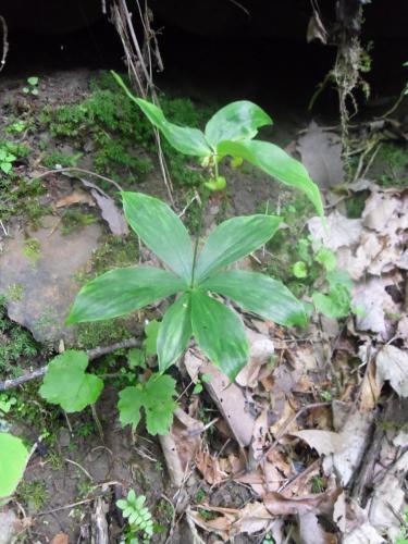 Photo of Medeola virginiana (Indian Cucumber, Indian Cucumber Root)