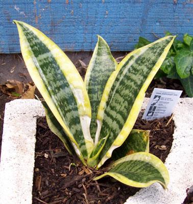 Snake Plant, Mother-in-Law