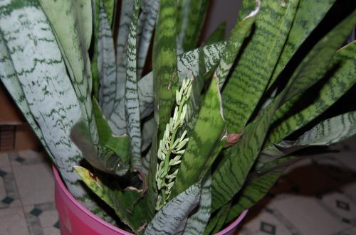 Photo of Sansevieria trifasciata (Variegated Snake Plant, Mother-in-Law Tongue)