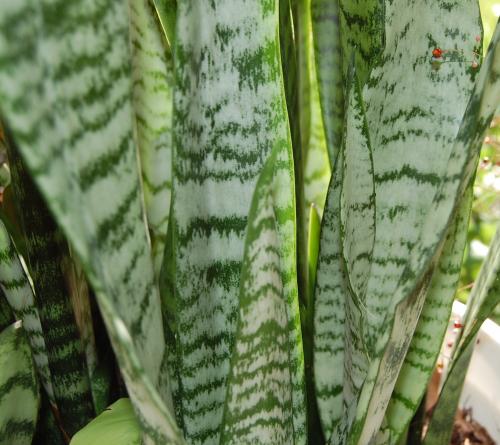 Photo of Sansevieria trifasciata (Variegated Snake Plant, Mother-in-Law Tongue)