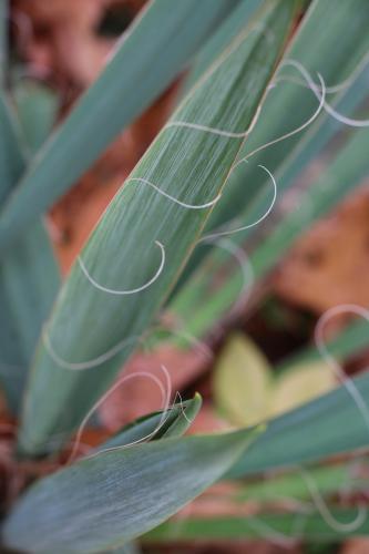 Photo of Yucca filamentosa (Adam's Needle)