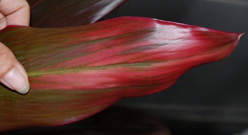 Photo of Cordyline fruticosa (Hawaiian Ti plant)