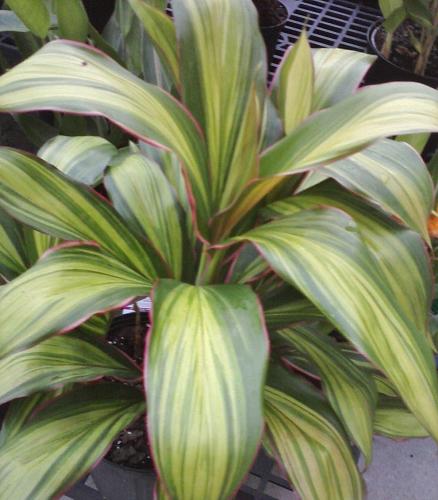 Photo of Cordyline fruticosa (Hawaiian Ti plant)