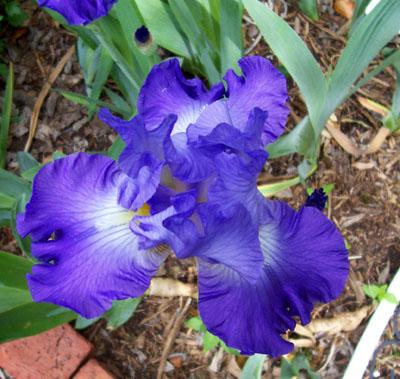 Photo of Iris germanica (Bearded Iris)