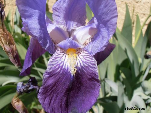 Photo of Iris germanica (Bearded Iris)
