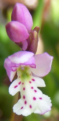 Photo of Amerorchis rotundifolia (Roundleaf Orchid)