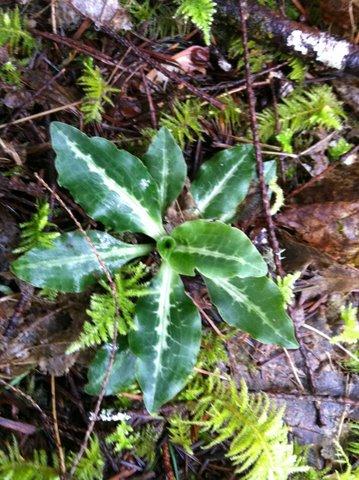 Photo of Goodyera oblongifolia (Western Rattlesnake Plantain, Rattlesnake Orchid)