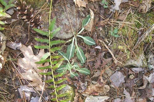 Photo of Goodyera pubescens (Downy Rattlesnake Plantain)