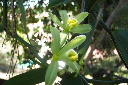 Photo of Vanilla planifolia (Vanilla Orchid, Vanilla Vine)