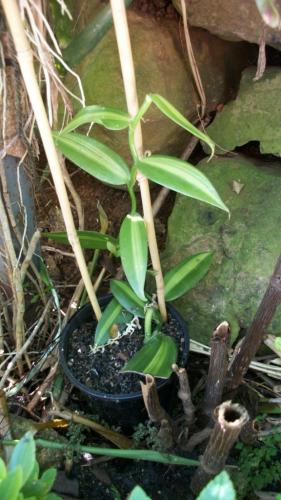 Photo of Vanilla planifolia (Vanilla Orchid, Vanilla Vine)