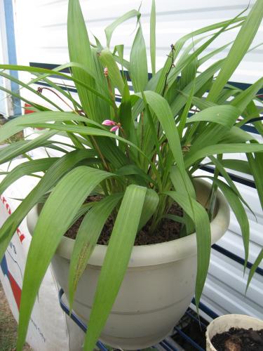 Photo of Spathoglottis plicata (Philippine Ground Orchid)