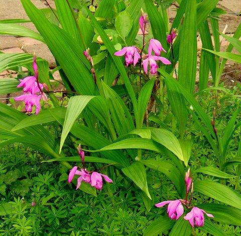 Photo of Bletilla striata (Chinese Ground Orchid)