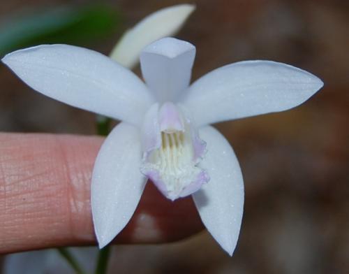 Photo of Bletilla striata (Chinese Ground Orchid)