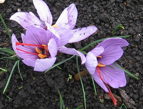 Photo of Crocus sativus (Saffron Crocus)
