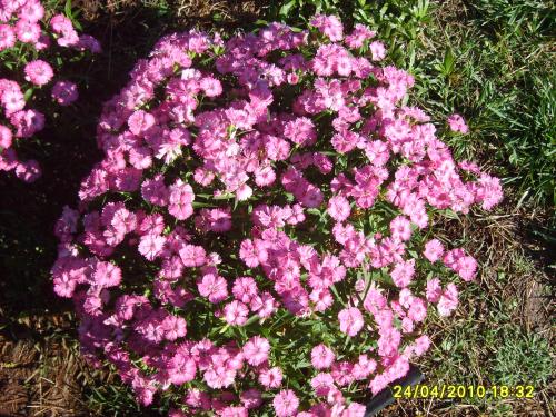 Photo of Dianthus chinensis (China Pink, Rainbow Pink)