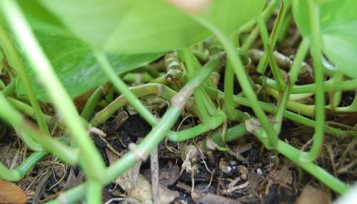 Photo of Epipremnum pinnatum (Golden Pothos, Devil's Ivy)