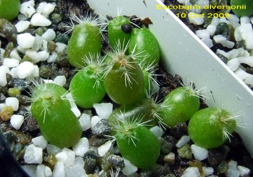 Photo of Escobaria alversonii (Cushion Foxtail Cactus)