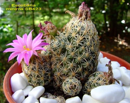 Photo of Escobaria minima (Nellie Cory Cactus)