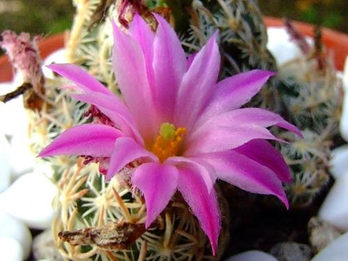 Photo of Escobaria minima (Nellie Cory Cactus)