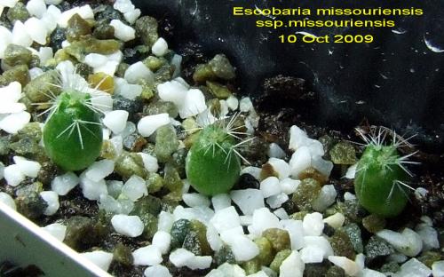 Photo of Escobaria missouriensis (Missouri Pincushion Cactus, Ball Cactus, Plains Nipple Cactus)